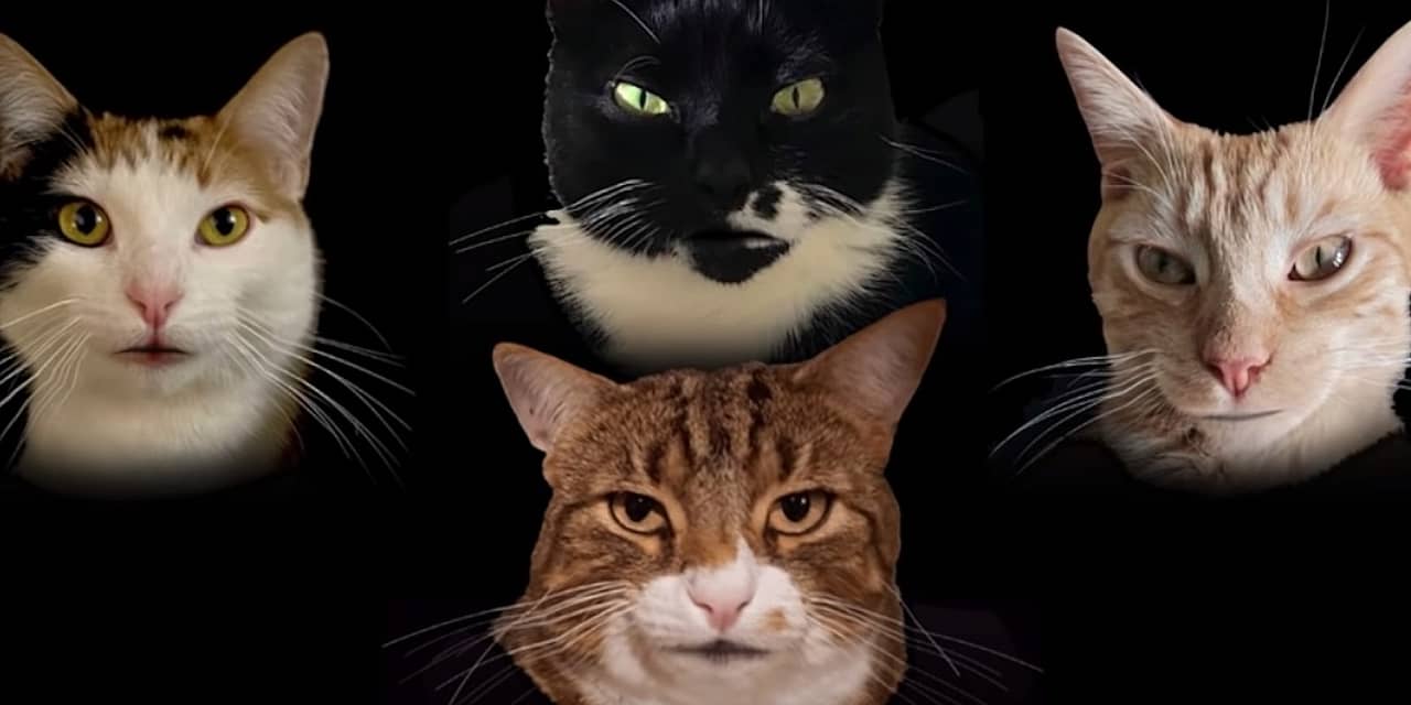 Watch Some Cats Sing Queen-Inspired ‘Bohemian Catsody’