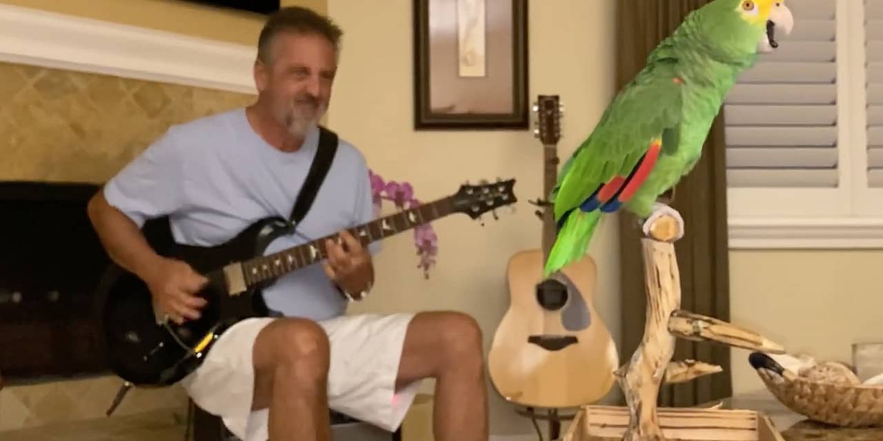 Watch a Parrot Sing Along With Led Zeppelin, Van Halen and More