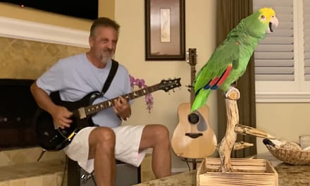 Watch a Parrot Sing Along With Led Zeppelin, Van Halen and More