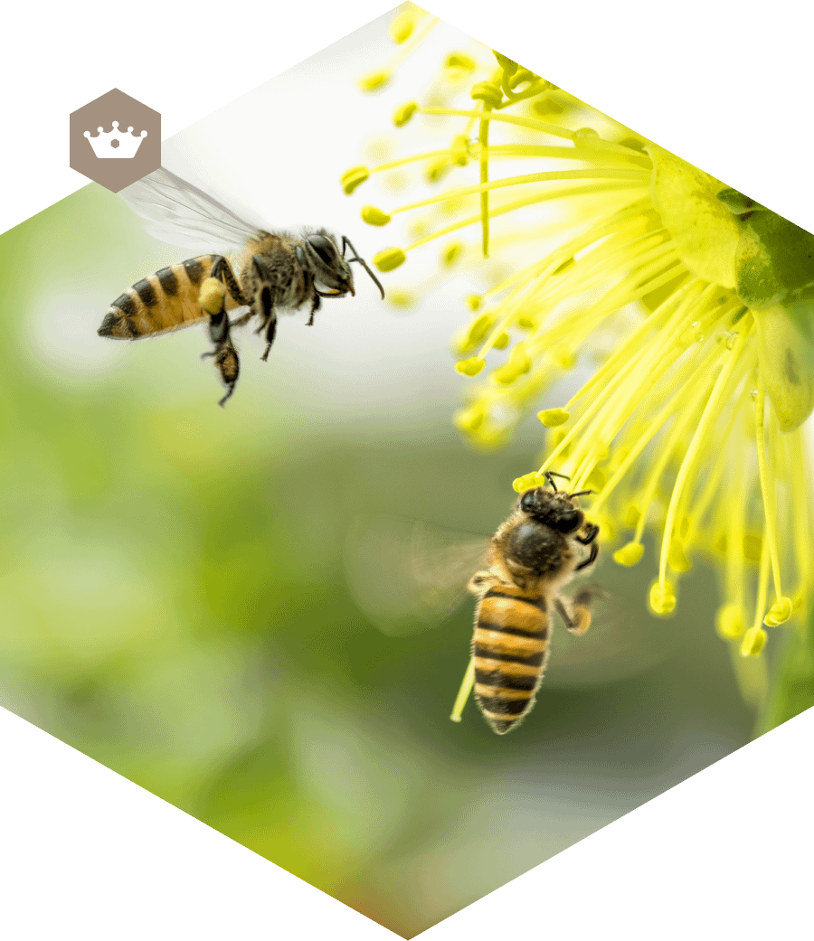 Mead-bees_about