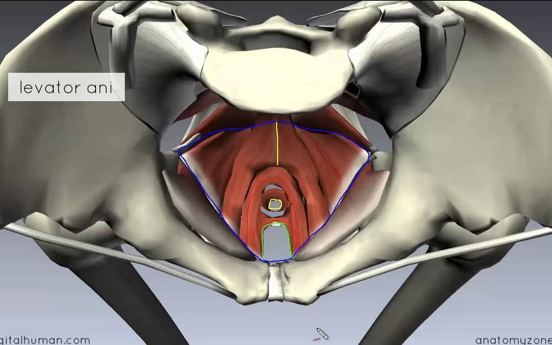 Video: The Pelvic Floor, Anatomy Review