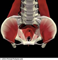 The Pelvic Floor Muscles looking into pelvis from above 